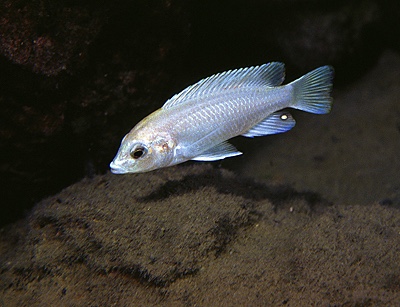 Labidochromis caeruleus 'Manda'